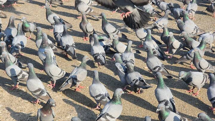 Pigeons Feeding Ban In Delhi: अगर आप दिल्ली की सड़कों या चौक-चौराहों पर कबूतरों और आवारा जानवरों को खाना खिलाने के आदी हैं, तो अब सावधान हो जाइए!