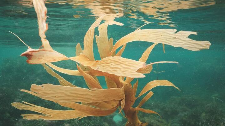 इसकी खेती के लिए दुनिया में पॉलिसी भी तैयार की जा रही है और इसमें इन्वेस्टमेंट किया जा रहा है, अभी तक इसमें 12 गुना इनवेस्टमेंट आ चुका है.