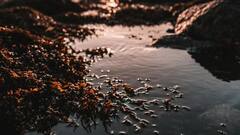 Seaweed Benefits: इकोसिस्टम के लिए वरदान है यह बेकार सी दिखने वाली घास, फायदे इतने कि खेती करने लगे हैं कई देश