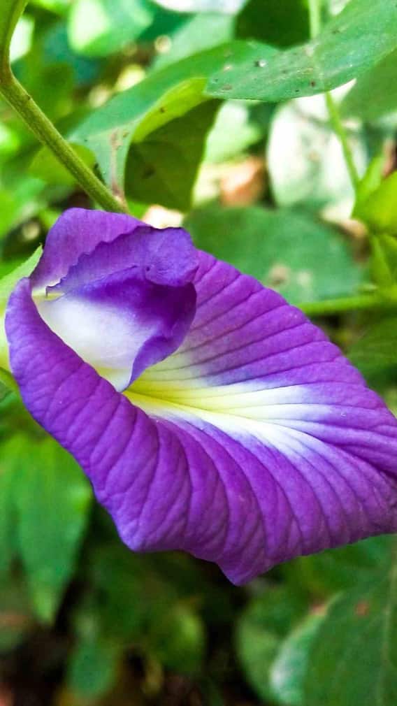 अपराजिता के बीज खाने से क्या होता है