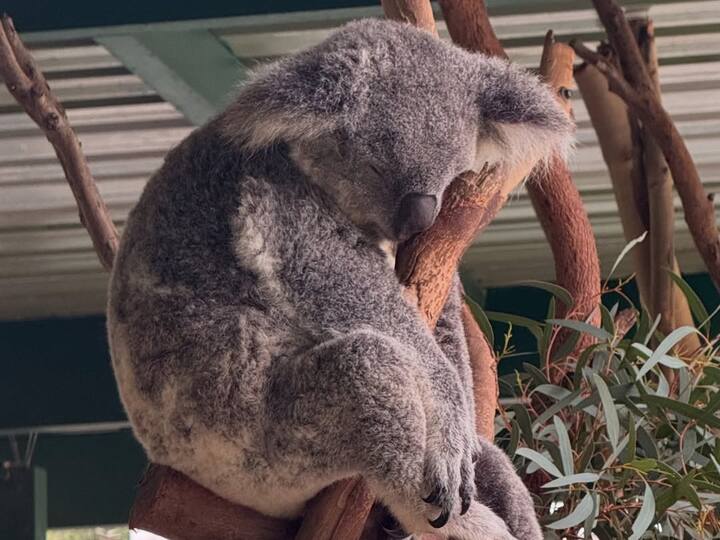 One of the pictures captured her admiring the breathtaking mountainous view, while another video showcased an adorable koala leaping onto a tree branch, curiously observing its surroundings.