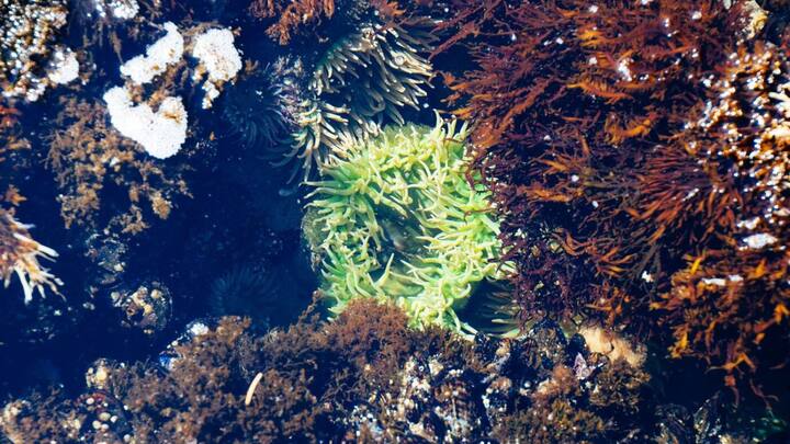 ये सीवीड फोटोसिंथेसिस के जरिए कार्बन डाई ऑक्साइड सोखते हैं. ये अपनी पतली पत्तियों की वजह से घास जैसे दिखते हैं और करीब 10 करोड़ साल पहले जमीन से माइग्रेट होकर समुद्र में पहुंचे हैं.