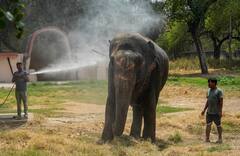 टाइगर, शेर, हाथी, भालू... सबको मिलेगी फ्रूट आइस क्यूब, भीषण गर्मी के बीच दिल्ली के चिड़ियाघर का क्या है प्लान?