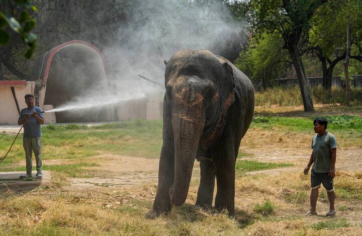बाड़ों में एयर कूलर लगाए जाएंगे. जानवरों पर बार-बार पानी की बौछार की जाएगी. उनके आराम के लिए छायादार जगहें बनाई जाएंगी और पूल में बहते पानी की तैयारी की जाएगी.