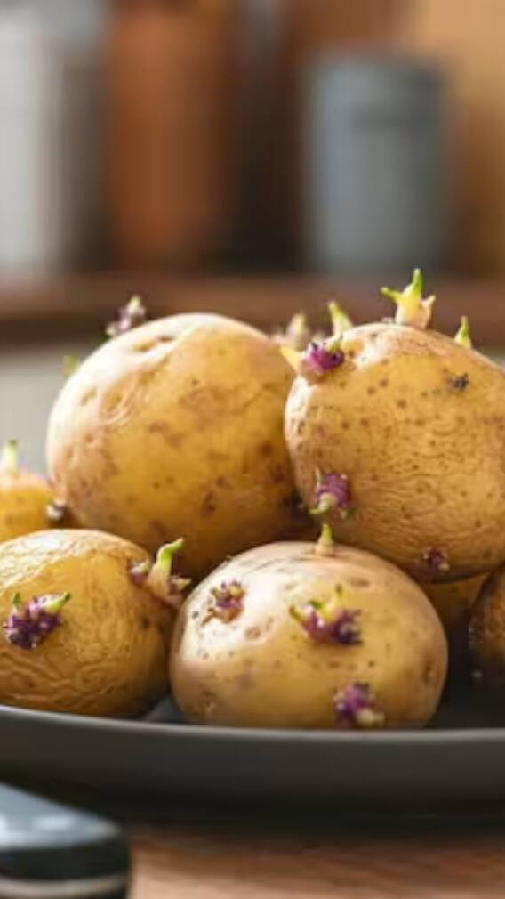 మొలకొలచ్చిన బంగాళదుంపలను వండుకోవచ్చా? లేదా?