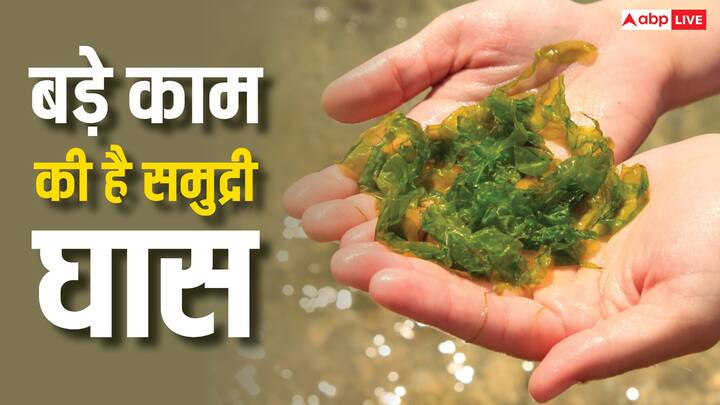 Seaweed Benefits: सीवीड या समुद्री घास खाने के लिए इस्तेमाल होती है, लेकिन इसके इतने फायदे हैं कि यह इकोसिस्टम के लिए वरदान है. दुनिया से यह कम हो रही है, इसीलिए अब इसे बचाने की कोशिश की जा रही है.