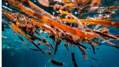 Seaweed Benefits: इकोसिस्टम के लिए वरदान है यह बेकार सी दिखने वाली घास, फायदे इतने कि खेती करने लगे हैं कई देश