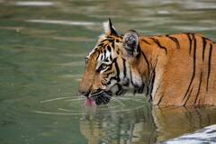 टाइगर, शेर, हाथी, भालू... सबको मिलेगी फ्रूट आइस क्यूब, भीषण गर्मी के बीच दिल्ली के चिड़ियाघर का क्या है प्लान?