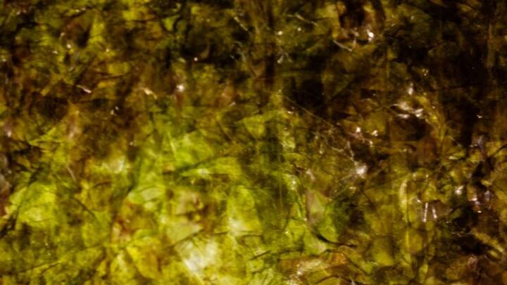 ब्रिटिश कोलंबिया में स्थानीय सीवीड की खेती शुरू हो गई है और दुनिया के आठ देश इसकी खेती कर रहे हैं.