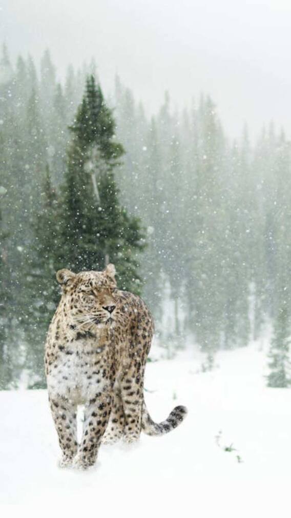 कहां पाया जाता है स्नो लेपर्ड?