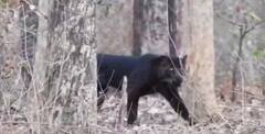 Pench National Park: एमपी के पेंच नेशनल पार्क में दिखा 'ब्लैक पैंथर', बढ़ने लगी पर्यटकों की भीड़