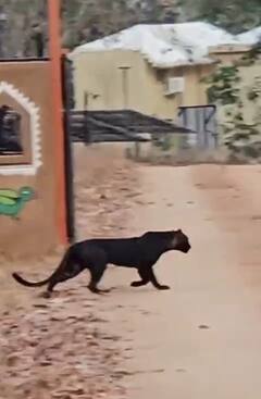 Pench National Park: एमपी के पेंच नेशनल पार्क में दिखा 'ब्लैक पैंथर', बढ़ने लगी पर्यटकों की भीड़