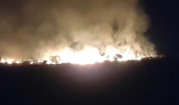 वणव्यात मोठ्या प्रमाणात  वनसंपदा जाळून खाक झाली आहे.