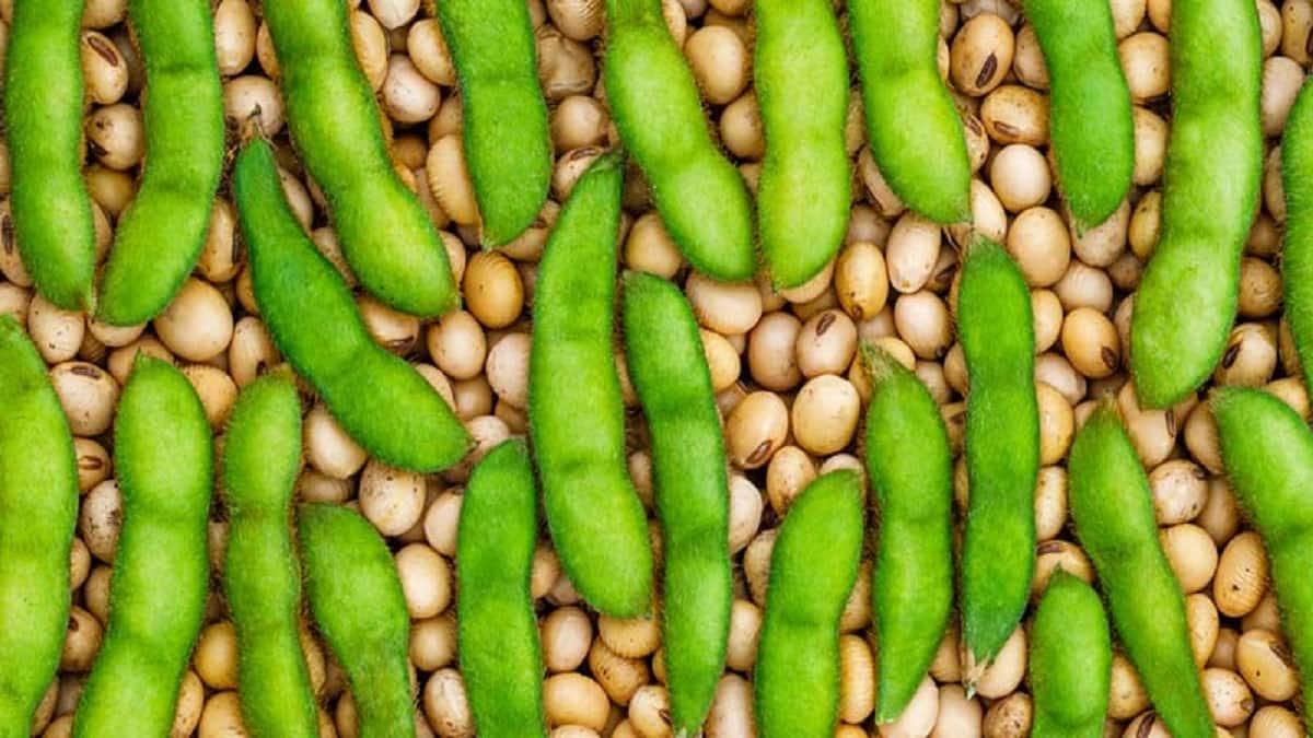 தங்கப்பயறில் அட்டகாசமான மகசூல் எடுக்கணுமா? அப்போ இது உங்களுக்காகதான்!!!