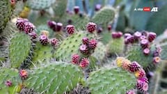 Benefits of Nagphani: નાગફણીનો આ પ્લાન્ટ છે કુદરતનું વરદાન, એક નહિ અનેક બીમારીમાં કારગર ઉપાય