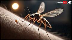 क्या खून के अलावा और कुछ भी खाते-पीते हैं मच्छर? जान लीजिए जवाब