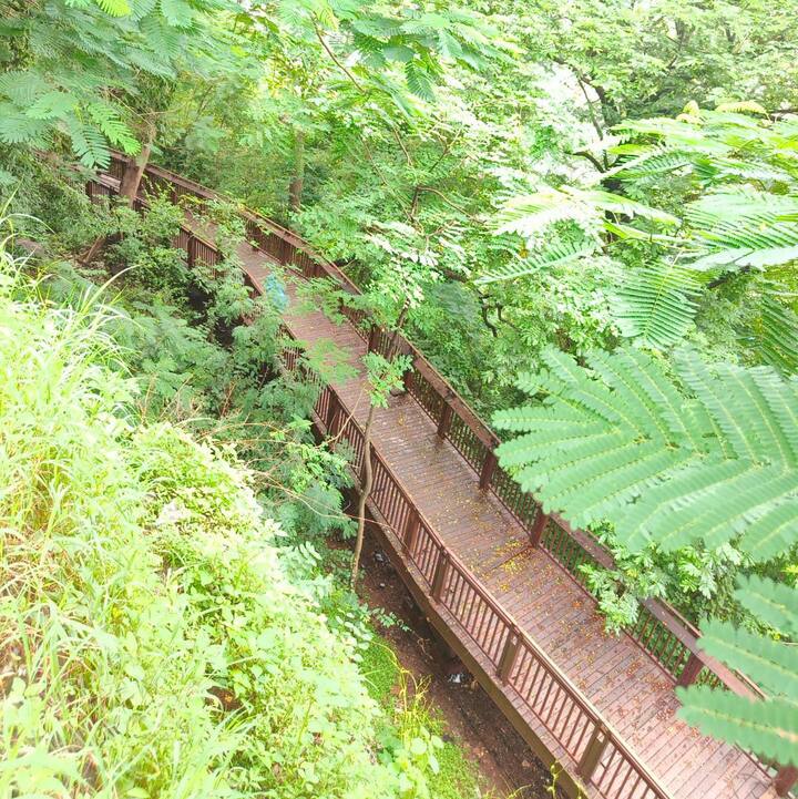 यह एलिवेटेड फॉरेस्ट वॉकवे दक्षिण मुंबई के कमला नेहरू पार्क और फिर फिरोजशाह मेहता पार्क के पेड़ों की भी सैर करवाता है. इसका उद्घाटन आज किया गया. इस परियोजना का निर्माण बीएमसी ने किया है. यह सिंगापुर में विकसित ट्री टॉप वॉक जैसा है, जो मुंबईकरों और यहां आने वाले पर्यटकों को एक अलग अनुभव प्रदान करेगा.