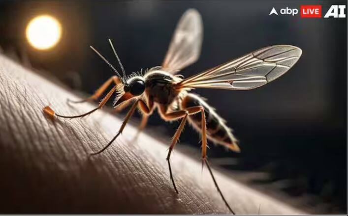 ਮੱਛਰ ਸਿਰਫ਼ ਖੂਨ ਹੀ ਨਹੀਂ ਪੀਂਦੇ, ਸਗੋਂ ਸਾਡੀ ਨੀਂਦ ਵੀ ਵਿਗਾੜਦੇ ਹਨ ਤੇ ਇਸ ਤੋਂ ਇਲਾਵਾ ਸਾਨੂੰ ਬਿਮਾਰੀਆਂ ਵੀ ਦਿੰਦੇ ਹਨ, ਪਰ ਜੇਕਰ ਤੁਸੀਂ ਸੋਚਦੇ ਹੋ ਕਿ ਮੱਛਰ ਸਿਰਫ਼ ਖੂਨ ਹੀ ਪੀਂਦੇ ਹਨ, ਤਾਂ ਤੁਸੀਂ ਉਨ੍ਹਾਂ ਬਾਰੇ ਬਹੁਤ ਘੱਟ ਜਾਣਦੇ ਹੋ।
