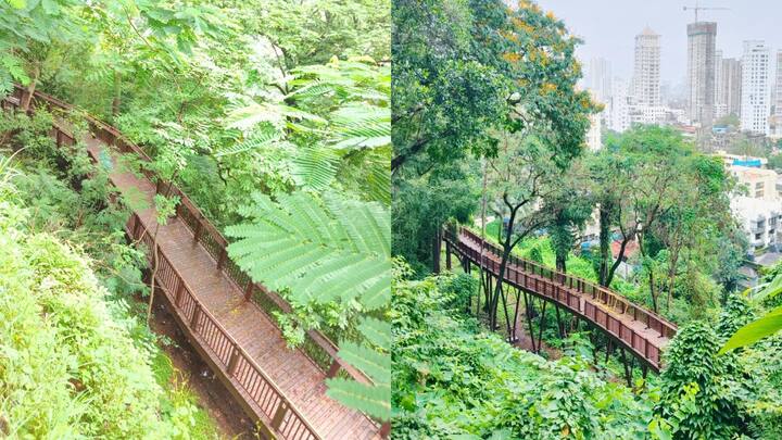 Elevated Forest Walkway: मुंबई में पहला एलिवेटेड फॉरेस्ट वॉकवे आज आम जनता के लिए खुल जाएगा. इस फॉरेस्ट वॉकवे के जरिए मालाबार हिल्स, मुंबई सिटी और गिरगांव चौपाटी का खूबसूरत नजारा देखने को मिलेगा.