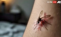 ਕੀ ਖ਼ੂਨ ਤੋਂ ਇਲਾਵਾ ਹੋਰ ਵੀ ਕੁਝ ਖਾਂਦੇ ਜਾਂ ਪੀਂਦੇ ਨੇ ਮੱਛਰ ?