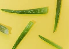 ਸਰੀਰ ਨੂੰ ਕਿੰਨੇ ਫਾਇਦੇ ਦਿੰਦਾ ਹੈ ਐਲੋਵੇਰਾ ? ਜੇ ਤੁਸੀਂ ਜਾਣ ਗਏ ਤਾਂ ਰੋਜ਼ਾਨਾ ਵਰਤੋਗੇ