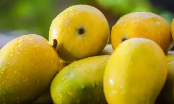 કેરીને ફળોનો રાજા કહેવામાં આવે છે. ભારતમાં તમને અનેક પ્રકારની કેરીઓ જોવા મળશે. વાસ્તવમાં, કેરી એક રસદાર સ્વાદિષ્ટ ફળ છે જે લગભગ દરેકને ખાવાનું પસંદ હોય છે. કેરીમાં મેગ્નેશિયમ, પોટેશિયમ, પ્રોટીન, વિટામિન અને ફોલેટ જેવા ઘણા પોષક તત્વો મળી આવે છે, જે શરીરને ઘણી સમસ્યાઓથી બચાવવામાં મદદરૂપ છે.