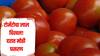 टोमॅटोचा लाल चिखल! प्रतिकिलोला मिळतोय फक्त एक ते दोन रुपयांचा दर, शेतकऱ्यांना मोठा आर्थिक फटका