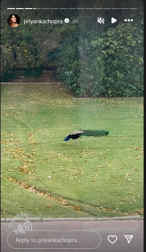 Priyanka Chopra Jaipur Trip: जयपुर ट्रिप पर समोसे का मजा ले रहीं प्रियंका चोपड़ा, बनाया नया दोस्त, Inside Pics