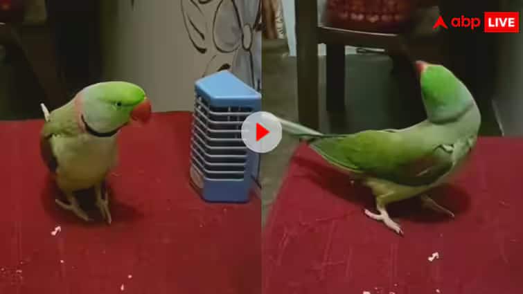 you-wont-believe-your-eyes-when-you-see-the-parrot-dancing-to-punjabi-songs-video-goes-viral Trending: પંજાબી ગીતના તાલ પર પોપટે લગાવ્યા ઠુમકા! વીડિયો જોયા બાદ યુઝર્સે કહ્યું, આને DID માં મોકલો