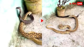 कोबरा और रसेल वाइपर में हो गई खूनी लड़ाई, वीडियो देख मुंह को आ जाएंगे गुर्दे