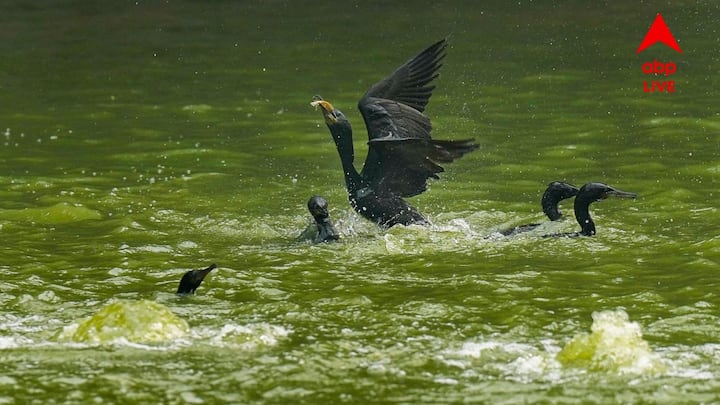 Weather Forecast: তাপপ্রবাহ থেকে আংশিক স্বস্তি। তবে হট-ডে পরিস্থিতি আজও দক্ষিণবঙ্গে। উত্তরবঙ্গের সব জেলাতেই শুকনো আবহাওয়া। আপাতত বৃষ্টির সম্ভাবনা নেই। 
