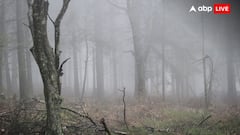 ये है दुनिया की सबसे महंगी लकड़ी, लाखों में मिलती है 1 किलो; जानें क्या है नाम?