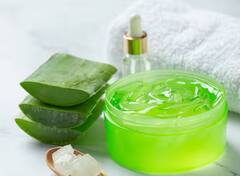 ਸਰੀਰ ਨੂੰ ਕਿੰਨੇ ਫਾਇਦੇ ਪਹੁੰਚਾਉਂਦਾ ਐਲੋਵੇਰਾ? ਜਾਣ ਲਓਗੇ ਤਾਂ ਰੋਜ਼ ਕਰੋਗੇ USE