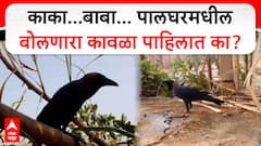 Palghar Talking Crow : काका...बाबा... पालघरमधील बोलणारा कावळा पाहिलात का?