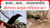 Palghar Talking Crow : काका...बाबा... पालघरमधील बोलणारा कावळा पाहिलात का?