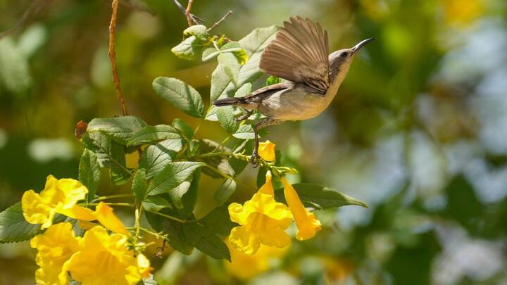আজ সর্বনিম্ন তাপমাত্রা ২৭.২ ডিগ্রি। গতকাল দিনের সর্বোচ্চ তাপমাত্রা ছিল ৩৫ ডিগ্রি। বাতাসে জলীয় বাষ্পের পরিমাণ বা আপেক্ষিক আর্দ্রতা ৪৮ থেকে ৮৯ শতাংশ। 