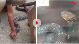 King Kobra Video: अजगर जैसा किंग कोबरा! घर में घुसे खतरनाक सांप को देख सहम गए लोग, बोले- हार्ट अटैक आ जाएगा