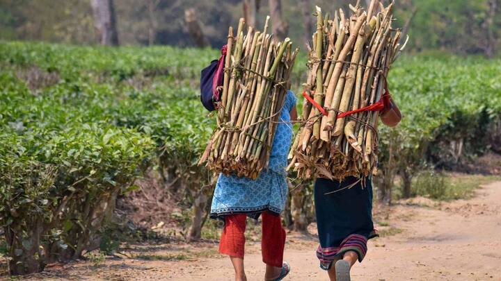 আজ থেকে শুষ্ক আবহাওয়া উত্তরবঙ্গের পাঁচ জেলাতে। তাপমাত্রার পরিবর্তনের সম্ভাবনা কম। আগামী ৪-৫ দিন একই রকম থাকবে তাপমাত্রা। আপাতত বৃষ্টির সম্ভাবনা নেই। 