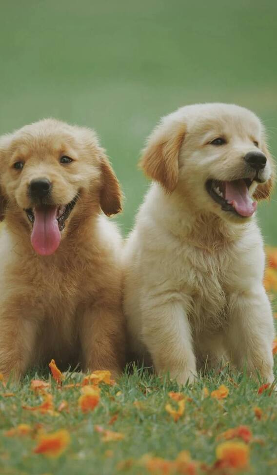 दुनिया में कुत्तों की सबसे आलसी ब्रीड कौन-सी है?