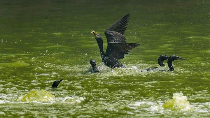 সকালের মনোরম পরিবেশ কার্যত উধাও। বেলা বাড়লে তীব্র গরম; সূর্যের প্রখর তাপে দাবদাহের অবস্থা। বাতাসে ক্রমশ বাড়বে জলীয় বাষ্প। গরমের সঙ্গে অস্বস্তিও বাড়বে দিনে ও রাতে। সর্বোচ্চ তাপমাত্রা এ সপ্তাহে ৩৫ থেকে ৩৮ ডিগ্রি সেলসিয়াসের মধ্যেই সীমাবদ্ধ থাকবে।