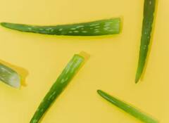 ਸਰੀਰ ਨੂੰ ਕਿੰਨੇ ਫਾਇਦੇ ਪਹੁੰਚਾਉਂਦਾ ਐਲੋਵੇਰਾ? ਜਾਣ ਲਓਗੇ ਤਾਂ ਰੋਜ਼ ਕਰੋਗੇ USE