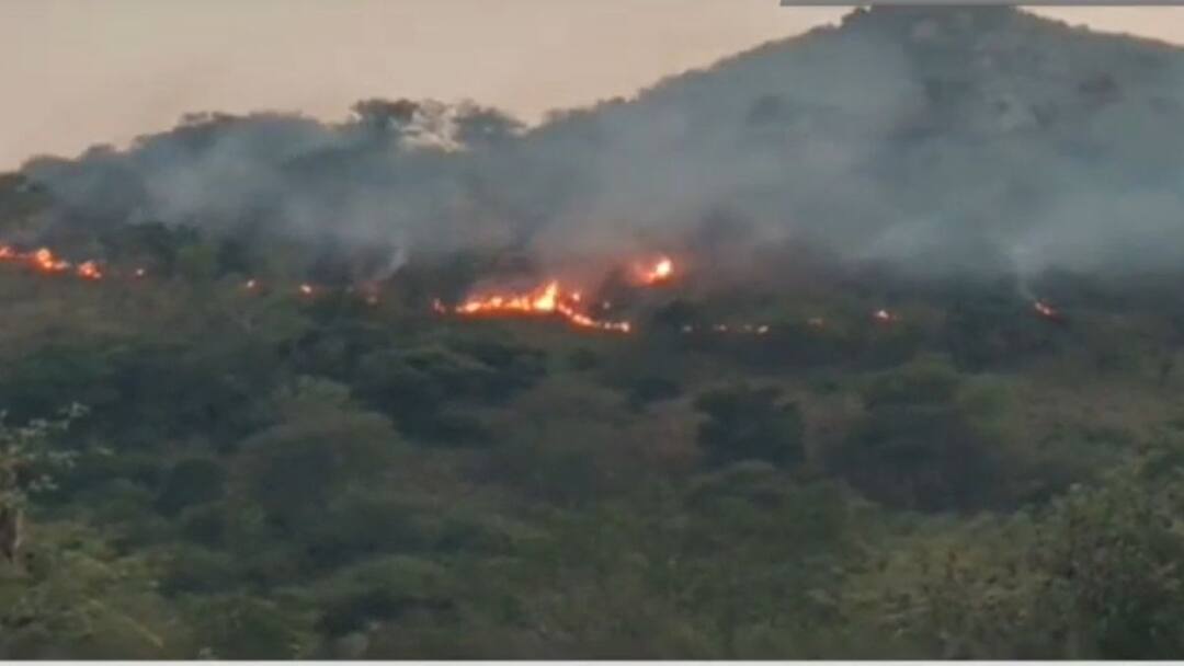 tamilnadu forest fire guts rare medicinal herbs in jawadhu hill check reason and details in tamil Jawadhu Hill: கட்டுக்கடங்காமல் பற்றி எரிந்த தீ - தமிழகத்தின் அரிய மூலிகைகள் எரிந்து நாசம்