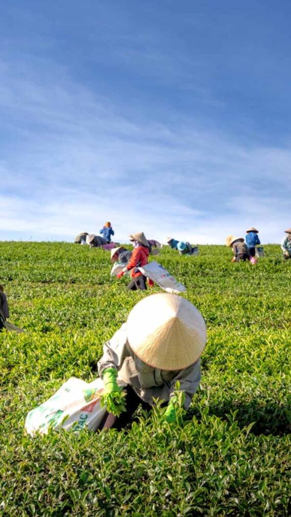 सबसे कीमती खेती कौन सी है?