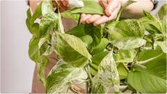 Money Plant : ఇంట్లో మనీ ప్లాంట్ పెట్టవచ్చా? స్టడీ రూమ్​లో ఈ మొక్కని పెడితే మంచిదా? కాదా?