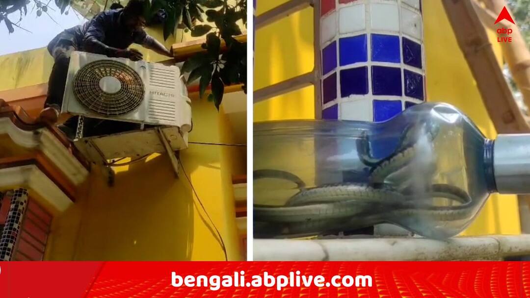 North 24 Parganas News 5 snake rescue from Gaighata House Air Conditioner North 24 Parganas News: AC চালাতেই 'শব্দ হল কড়মড় করে', উঁকি দিতেই দেখা গেল ৫ টি সাপ ! গাইঘাটায় একটি বাড়িতে আতঙ্ক