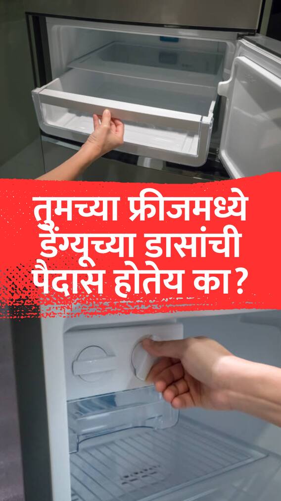 तुमच्या फ्रीजमध्ये डेंग्यूच्या डासांची पैदास होतेय का?