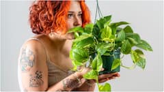 Money Plant : ఇంట్లో మనీ ప్లాంట్ పెట్టవచ్చా? స్టడీ రూమ్​లో ఈ మొక్కని పెడితే మంచిదా? కాదా?