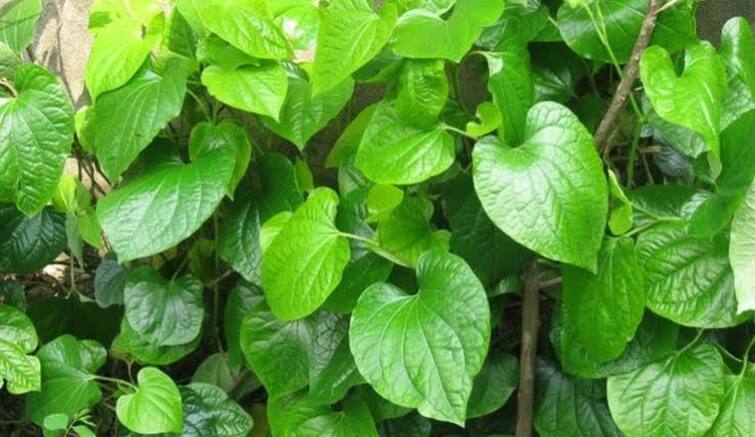 Kumbakonam Betel Leaf Receives Geographical Indication GI Tag TNN மணக்கும் கும்பகோணம் வெற்றிலைக்கு புவிசார் குறியீடு... மற்றொன்றுக்கும் கிடைத்துள்ளது அது என்ன?