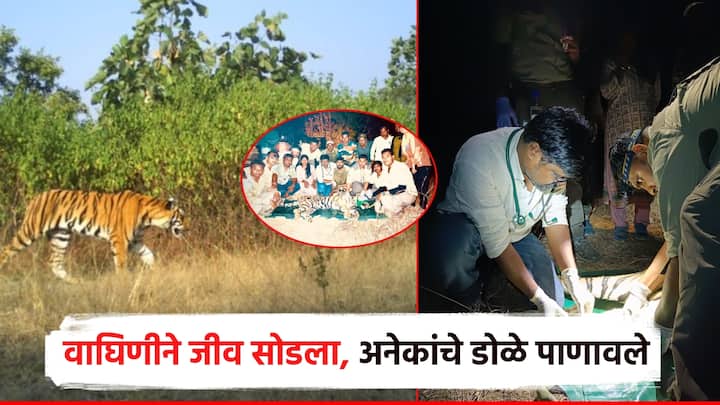 यवतमाळ जिल्ह्यामधील त्या जखमी वाघिणीचा नागपुरात उपचारापूर्वीच मृत्यू झाल्याने वन विभागात आणि वन्यप्राणी प्रेमींकडून हळहळ व्यक्त होत आहे.