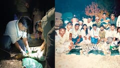 पायाला दुखापत, वाचविण्यासाठी सर्वांची धावपळ, पण अखेर वाघिणीने जीव सोडला; डॉक्टरांचेही डोळे पाणावले